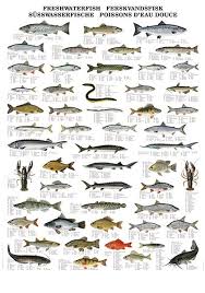 Pin By Todd Sloan On Fishing Freshwater Fish Fish Fish Chart