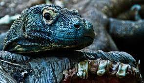 11 Facts About The Komodo Dragon Indonesia S National Animal
