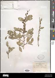 Image result for Gymnosporia senegalensis
