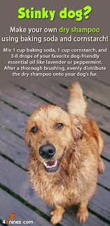 Mix 1 Cup Baking Soda 1 Cup Cornstarch And 3 8 Drops Of Your Favorite Dog Friendly Essential Oil Like Lavender Or Peppermint Stinky Dog Dog Shampoo Dog Care