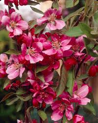 Image result for Malus × purpurea