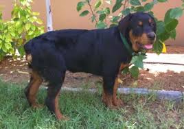 Rottweiler 4 Months Female A Love Of Rottweilers