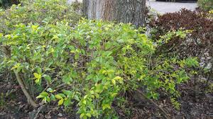 Image result for Ximenia americana