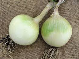 Save ailsa craig onion seed to get email alerts and updates on your ebay feed.+ unwins onion ailsa craig vegetable seeds x 300 exp 9/2022. Seeds Onion Ailsa Craig Prizewinner