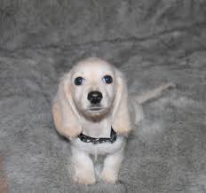 Buy Miniature Dachshund Puppies Small Dog Breed All Types Male And Female For Sale Online In Usa