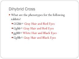 Dihybrid_cross_worksheet_answer_sheet.pdf is hosted at www.kuimba.co.uk since 0, the book dihybrid cross worksheet answer sheet contains 0 pages, you can download chapter 6 dihybrid cross worksheet answer key pdf dihybrid cross practice worksheet answer. Genetics Ppt Download