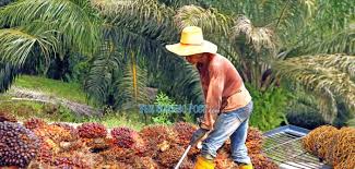 The canada work permit visa is ideal for temporary workers, foreign graduates from canadian universities, businessmen and others who need to work in canada. Sdmc Allows Recruitment Of Foreign Workers To Sarawak From Jan 1 2021