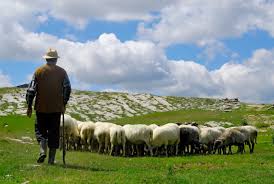 To break the surface of the skin by rubbing against something rough: Farm Health Online Animal Health And Welfare Knowledge Hub Extensive Sheep Grazing