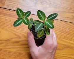 Image result for Ruellia makoyana