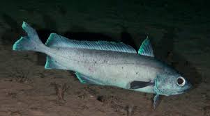 Image result for Moraea clavata