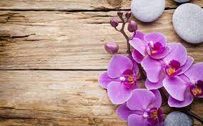 Download Wallpapers Pink Orchid Wood Background Wooden Boards Tropical Flowers Orchids Besthqwallpapers Com Flower Backgrounds Orchid Illustration Orchids