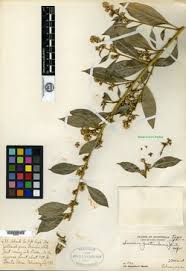 Image result for Buxus acutata