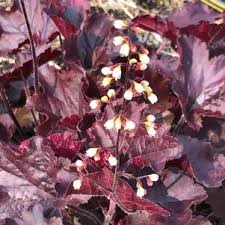 Image result for Pentameris pictigluma