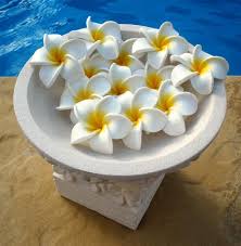 They are a lovely speckled beige pottery color with brown accents. Balinese Frangipani Flowers Frangipani Sweet Scents Bali