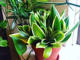 Soil intended for cactus is a good choice. Snake Plant Care The Best Beginner S Houseplant