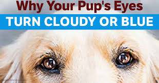 Sometimes, eye colour can keep on changing right into adulthood, so although your baby's eyes will probably get their colour in the first months and years after being born, you may we hope you had fun learning a little bit about when your baby's eye colour might change and the genetics behind it all. 5 Diseases That Cause Blue Eyes In Dogs