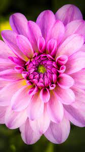 Dahlia Pink Flower Bloom 1440x2560 Wallpaper Flower Wallpaper Beautiful Flowers Pink Flowers