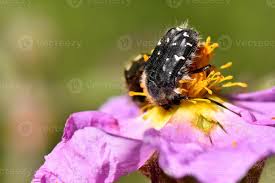 Image result for Tropinota hirta