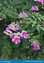 Image result for Podranea