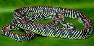 Flying Snakes Sky Diving Reptiles Snake Reptile Snakes Reptiles