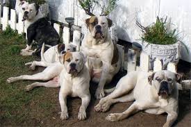 Fuerza american bulldogs small family kennel located on the oregon coast. American Bulldog And Dog Supplements For Bulldog Puppies