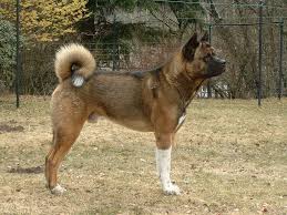 American Akita American Akita American Akita Dog Akita Dog