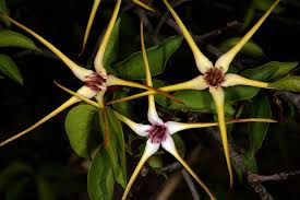 Image result for Strophanthus amboensis