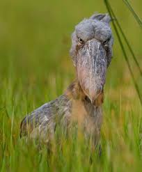 Big Bird With Large Beak Pin Na Doske Animals Avian