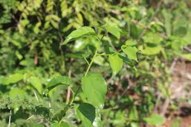 Image result for Chlorophytum colubrinum