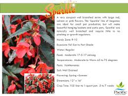 Partial sun to partial shade; A Very Compact Well Branched Series With Large Red Salmon Or Pink Flowers The Sparkle Line Of Begonias Are Ideal For Small Pot Production But Will Ppt Download