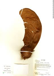 Image result for Centrolobium