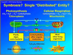 In which cellular organelle does aerobic respiration occur? How Is Cellular Respiration And Photosynthesis Linked To A Specific Organelle Within Eukaryotic Cells Quora