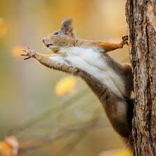 Why should you love squirrels? Here are six reasons - News - University of  Florida