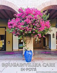 The after care is very essential. Bougainvillea Care In Pots Joy Us Garden