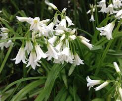 Check spelling or type a new query. Wild Garlic Medicinal And Culinary Uses Write Health