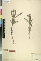 Image result for Pentanisia