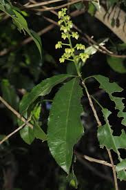 Image result for Rinorea