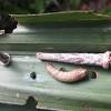 Psychidae) has become an important pest of oil palm, especially in north sumatra. 1