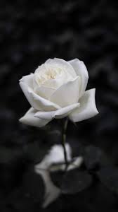 White Rose Wallpaper Iphone Android Background Followme Rose Flower Wallpaper Black And White Roses White Roses Background Tumblr hintergrundbilder schwarz weiß holzschildermitgravurtk. white rose wallpaper iphone android