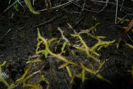 Image result for Lycopodiella caroliniana