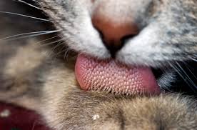 These spots may be oozing fluid or crusted over, and may literally be warm or hot to the touch (hence the name). 5 Treatments For Cat Dry Skin Petcarerx