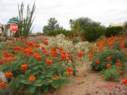 Mexican Bird Of Paradise Images Las Aventuras Mexican Bird Of Paradise Birds Of Paradise Plant Paradise Plant Southwest Landscaping