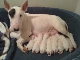 They were bred to be fighting dogs. Bull Terrier Puppies For Sale