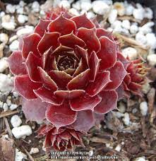 Bright red rosettes with silver cilia lining the leaf edges. Hen And Chicks Sempervivum Red Lion In The Sempervivum Database Garden Org