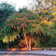 Image result for Bauhinia galpinii