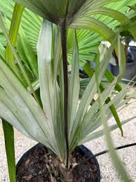 Image result for Eulophia elegans