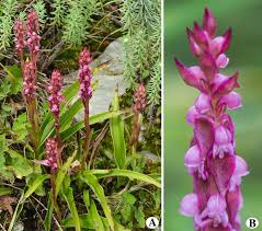 Image result for Satyrium macrophyllum