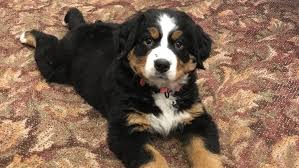 Check spelling or type a new query. Pup With A Purpose Funeral Home Uses Puppy To Help Grieving Families