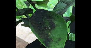 Image result for sooty mould