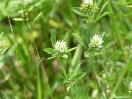 Image result for Trifolium squarrosum